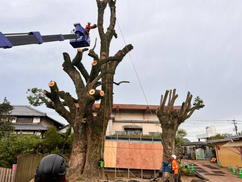 枝葉を落とし終わり頂点部分を下げる作業に入るスタッフ。